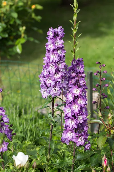 Flor de Delphinium púrpura en jardín — Foto de Stock