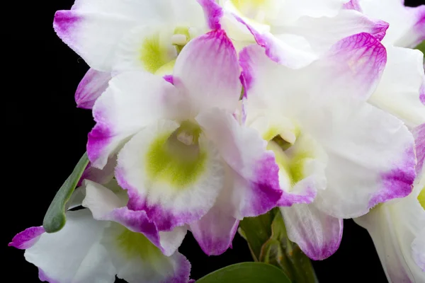 Dendrobium Orchid Hybrids (en inglés). Aislado en negro — Foto de Stock