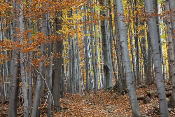 Srebro Buk drzewo z suchych liści — Zdjęcie stockowe