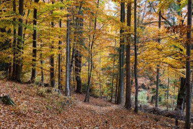 Gümüş kayın ağacı kuru yaprakları karşı