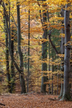 Gümüş kayın ağacı kuru yaprakları karşı