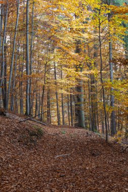 Gümüş kayın ağacı kuru yaprakları karşı