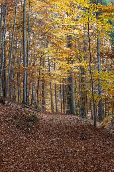 Silver beech tree  against the dry leaves — Stock Photo, Image