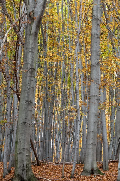 Hêtre argenté contre les feuilles sèches — Photo