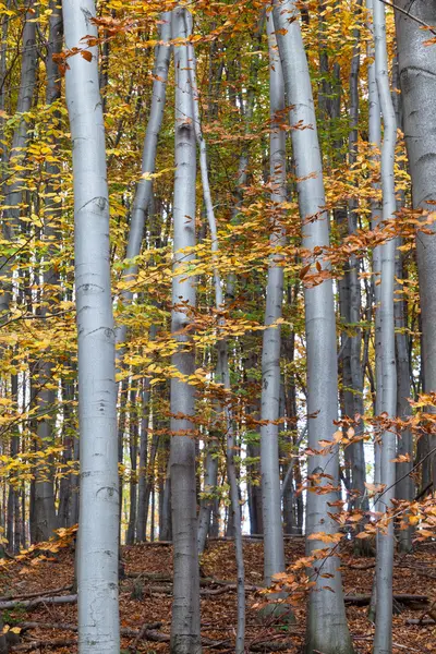 Hêtre argenté contre les feuilles sèches — Photo