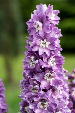 Mor delphinium Çiçek Bahçe