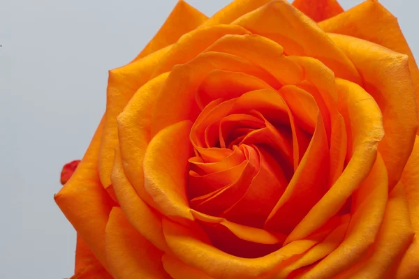 Imagem de close-up de laranja única rosa — Fotografia de Stock