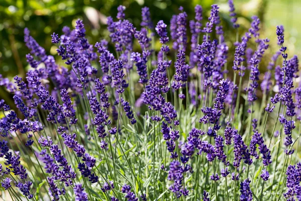 Giardini con la fiorente lavanda — Foto Stock