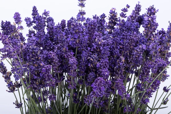 Blomstrande lavendel — Stockfoto