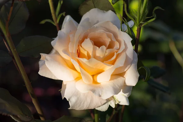 Rosa amarilla en la rama en el jardín — Foto de Stock