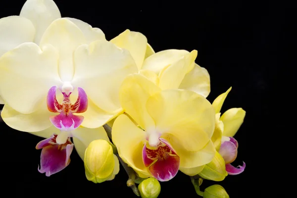 Elszigetelt fekete alapon sárga orchidea — Stock Fotó