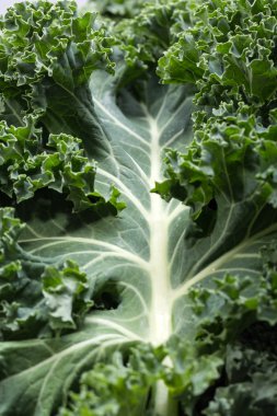 Sağlıklı taze kıvırcık lahana