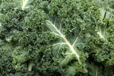 Sağlıklı taze kıvırcık lahana