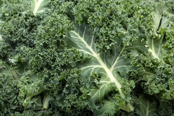 Sağlıklı taze kıvırcık lahana