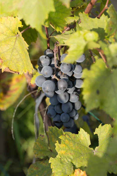 Grappolo di uva rossa sulla vite con foglie verdi — Foto Stock