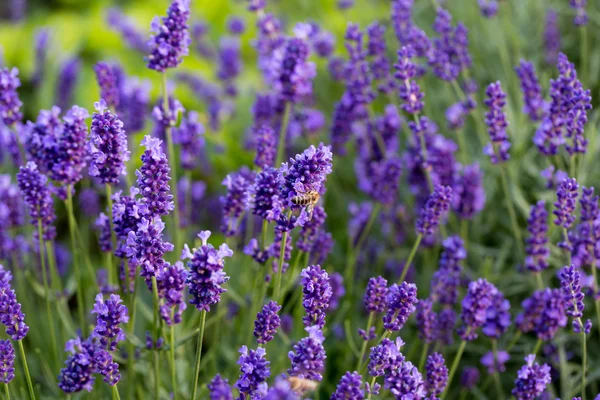 Trädgårdar med blomstrande lavendel — Stockfoto