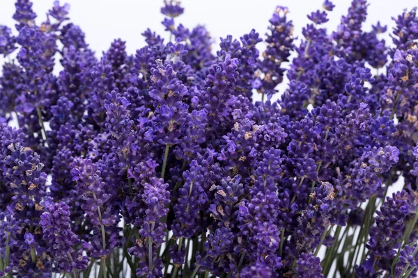 Blomstrande lavendel — Stockfoto