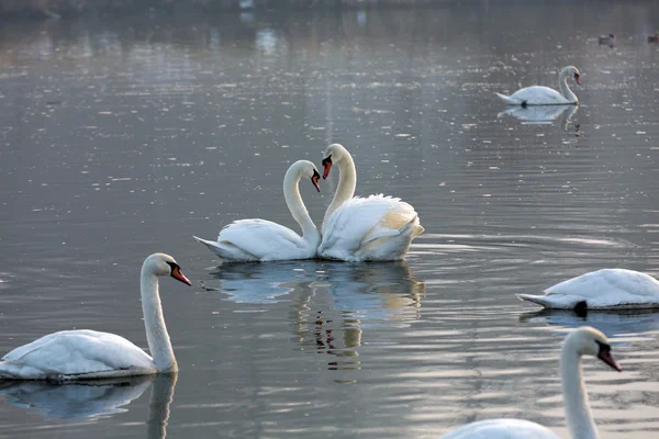 Vakre, hvite svaner svever på vannet – stockfoto