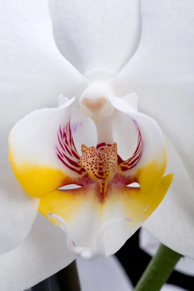 White orchid isolated on black — Stock Photo, Image