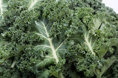 Sağlıklı taze kıvırcık lahana