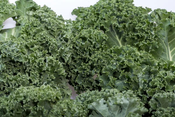 A healthy fresh curly kale — Stock Photo, Image