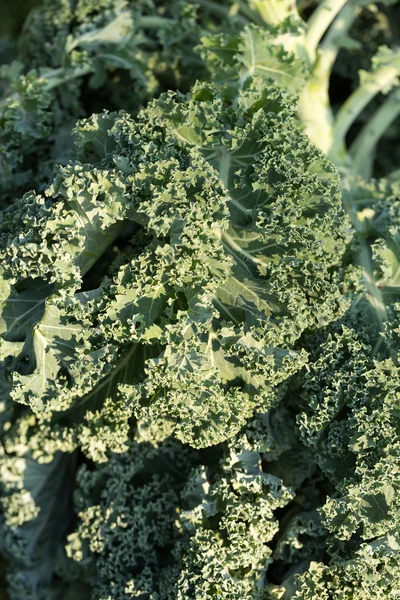 A healthy fresh curly kale — Stock Photo, Image