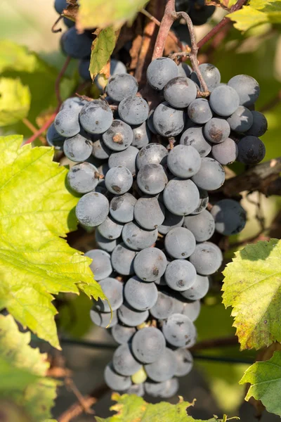 Parta z červených hroznů na vinici se zelenými listy — Stock fotografie