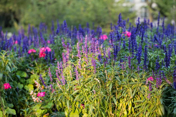 Blomsterrabatt full av blommor i Luxembourg-trädgården, Paris, Frankrike — Stockfoto