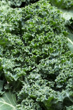 Sağlıklı taze kıvırcık lahana