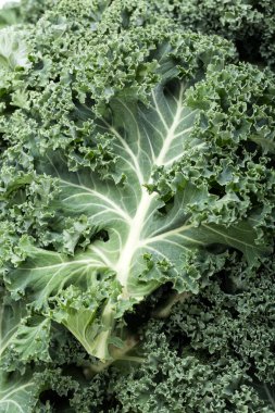 Sağlıklı taze kıvırcık lahana