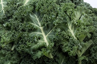 Sağlıklı taze kıvırcık lahana