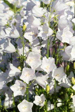 Çan çiçeği veya canterbury çan çiçekleri