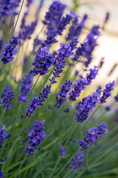 Gardens with the flourishing lavender — Stock Photo, Image