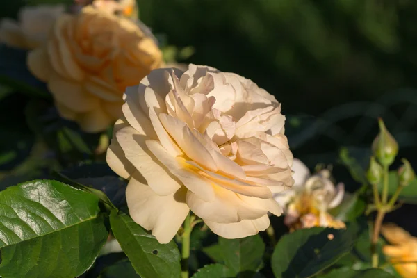 Yellow Rose on the Branch in the Garden — Stock Photo, Image