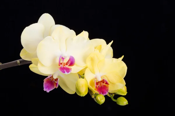 Yellow orchid isolated on black  background — Stock Photo, Image