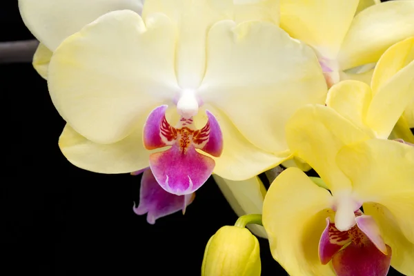 Yellow orchid isolated on black  background — Stock Photo, Image