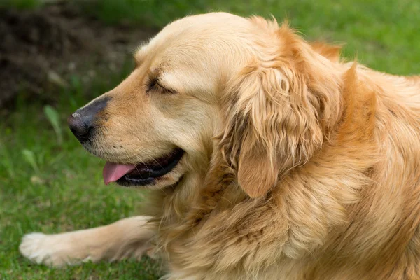 Portrait of beautiful golden retriever — Stock Photo, Image