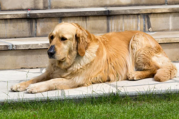 Güzel golden retriever portresi — Stok fotoğraf