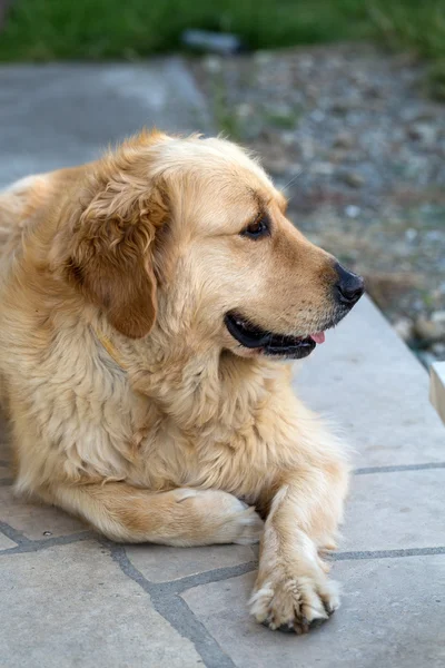 Güzel golden retriever portresi — Stok fotoğraf