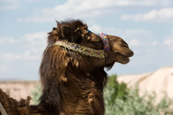 Head of the camel — Stock Photo, Image