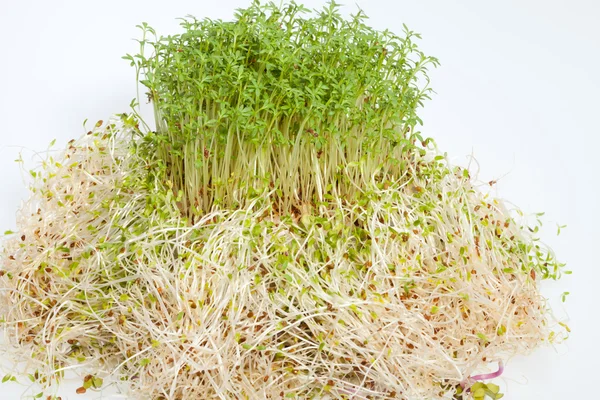 Fresh alfalfa sprouts and cress on white background — Stock Photo, Image