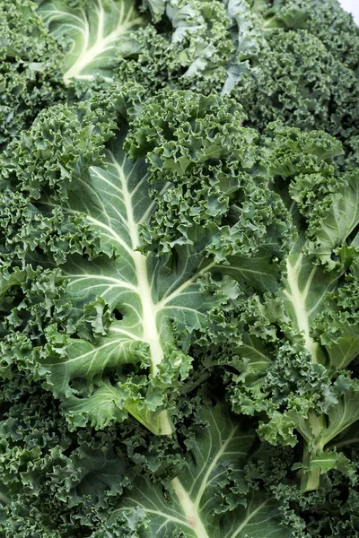 Een gezonde verse krullende boerenkool — Stockfoto