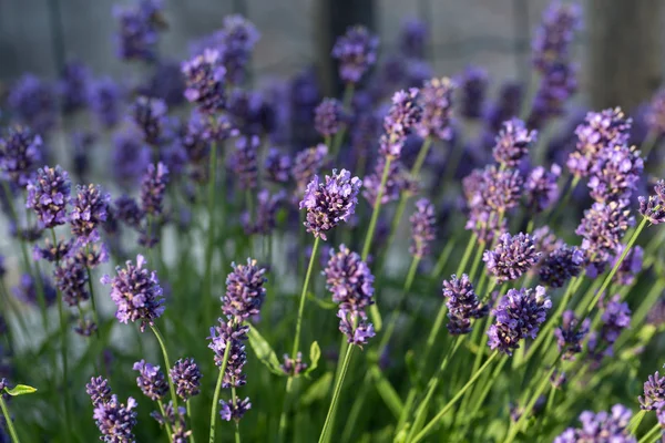 Gärten mit dem blühenden Lavendel — Stockfoto