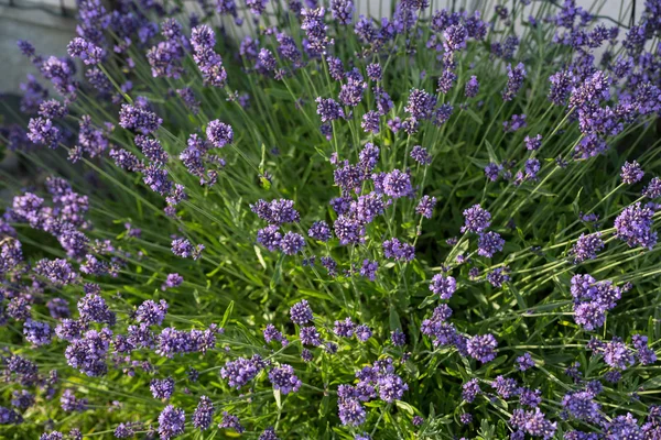 Gärten mit dem blühenden Lavendel — Stockfoto