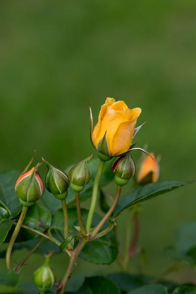 Κίτρινο τριαντάφυλλο στο υποκατάστημα στον κήπο — Φωτογραφία Αρχείου