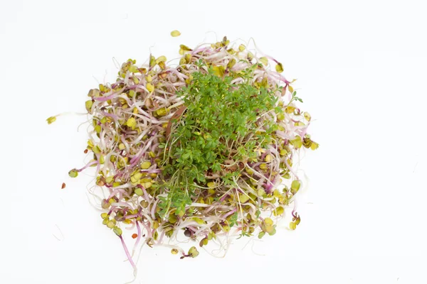 Fresh alfalfa sprouts and cress on white background — Stock Photo, Image