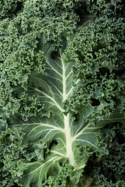 A healthy fresh curly kale — Stock Photo, Image