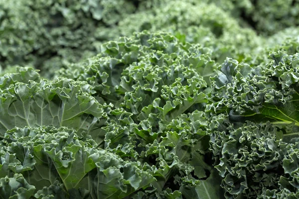 A healthy fresh curly kale — Stock Photo, Image