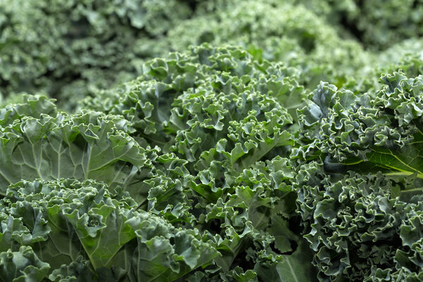A healthy fresh curly kale