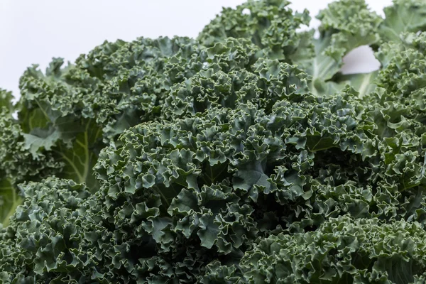 Een gezonde verse krullende boerenkool — Stockfoto